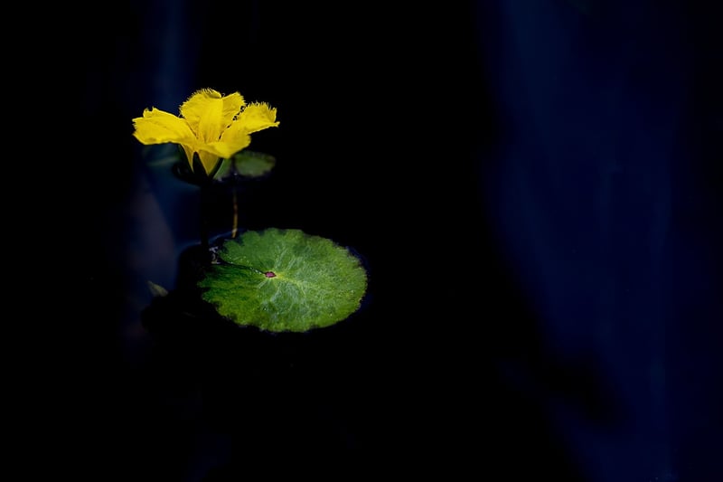 Lotus flower meditation